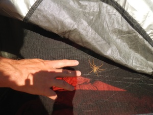 A pretty good sized Huntsman discovered between the screen and the fly, not poisonous but  do jump...